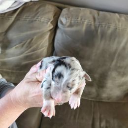 Girl 4 - Blue merle Australian Shepherd puppy in Big Lake, Minnesota from Ninerpacker Aussies
