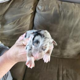 Girl 4 - Blue merle Australian Shepherd puppy in Big Lake, Minnesota from Ninerpacker Aussies