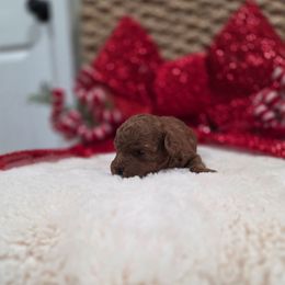 Rocky (CKC) - Red  male Poodle puppy in Rainbow City, Alabama from Spinks Poodles