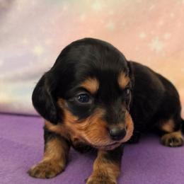 Alley - Black and tan female Dachshund puppy in Klamath Falls, Oregon from Luvindoxys4u