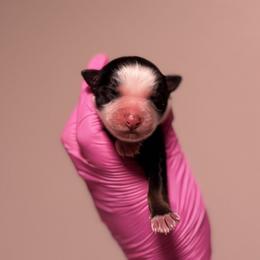 Rowan - Black tri-color male Australian Shepherd puppy in Orlando, Florida from Skaky Shepherds
