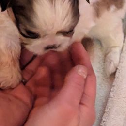 Shih Tzu Puppies from We Shih Tzu Not!