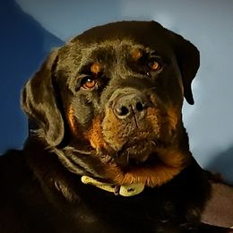 Destini - Rottweiler