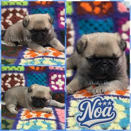 Noa - Fawn male Pug puppy in Summerville, Georgia from Pearly’s Pugs & Pollywog Poodles