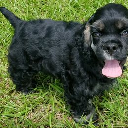 Cocker Spaniel Puppies from Kanati' Cocker Spaniels