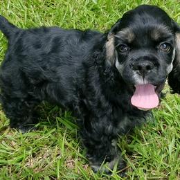 Cocker Spaniel Puppies from Kanati' Cocker Spaniels