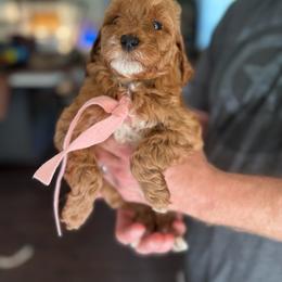 Pink Girl - miniGoldendoodle - Red  female Goldendoodle puppy in Piedmont, South Carolina from The Farm at Saluda Ridge