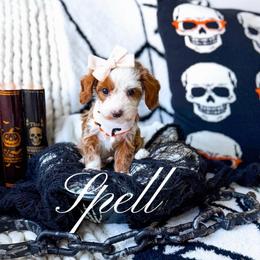 Spell - Red  female Goldendoodle puppy in Springville, Utah from Happy Doodle