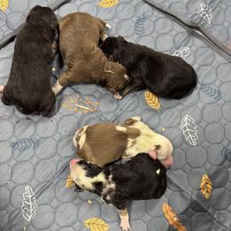 Miniature Australian Shepherd puppies from Ashley's Aussies, LLC