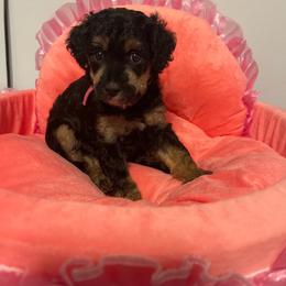 Fawn - Phantom female Poodle puppy in Port Saint Lucie, Florida from Abbott Standard Poodles