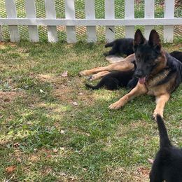 German Shepherd and Golden Retriever Puppies from Dream Dogs