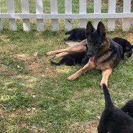 German Shepherd and Golden Retriever Puppies from Dream Dogs