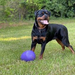 Rottweiler Puppies from Bronx Von Bridges Rottweilers