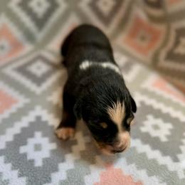 Shamrock - Black tri-color male Australian Shepherd puppy in Clover, South Carolina from Jo’s Aussies