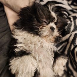 Stella - Shih Tzu