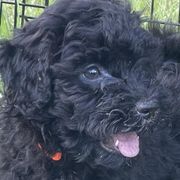 Girl 2 - Black Puli puppy in Ocala, Florida from Bowmaker Puli Kennel