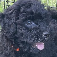 Girl 2 - Black Puli puppy in Ocala, Florida from Bowmaker Puli Kennel