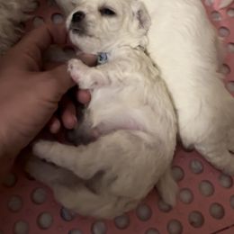 Boy 1 - Bichon Frise puppy in Pahrump, Nevada from Calvada Danes and Bichons