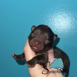 Isabela - Chocolate and tan female Pomeranian puppy in Perry County, Ohio from Speechless Pom’s