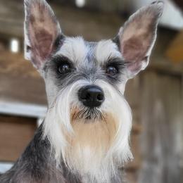 Zadie - Miniature Schnauzer