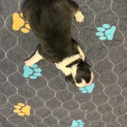 Girl 3 - Black tri-color female Australian Shepherd puppy in Washington, Indiana from Bombshell Australian Shepherds
