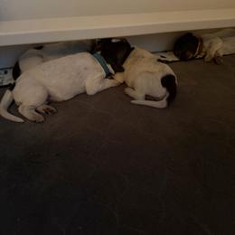 Ridge - Brown and gray male Wirehaired Pointing Griffon puppy in California from Rocking S Griffons