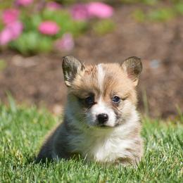 Emmy - Red female Pembroke Welsh Corgi puppy in Morgantown, Pennsylvania from GoldStar Corgis (License Number 18519)