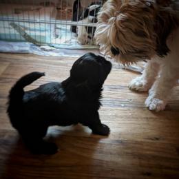 Shih Tzu Puppies from Tough Shih