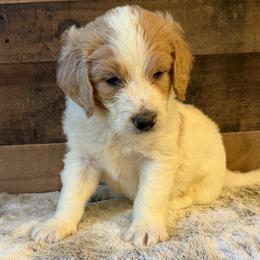 Orange Collar Boy - Parti male Goldendoodle puppy in San Augustine, Texas from Vintage Doodles