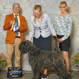 Bouvier des Flandres puppies from Gouden Bouvier