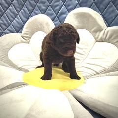 Curly-Coated Retriever Puppies from Betacoil Curly Coated Retrievers