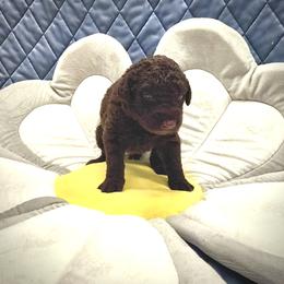 Curly-Coated Retriever Puppies from Betacoil Curly Coated Retrievers