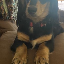 Bennie - Dachshund