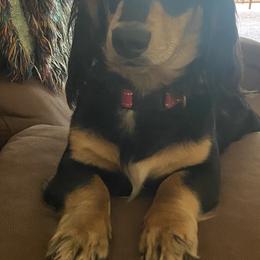 Bennie - Dachshund