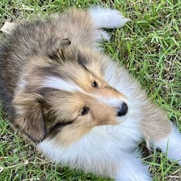 Ransome - Sable and white male Shetland Sheepdog puppy in Tulsa, Oklahoma from September Morning Shelties