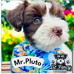 Pluto - Parti male Miniature Schnauzer puppy in Deltona, Florida from LIZ FANCY SCHNAUZERS