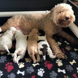 English Springer Spaniel and Lagotto Romagnolo Puppies from Horizon Lagotti Romagnoli, Keswicke English Springer Spaniels