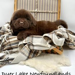 Cody OFA - Brown male Newfoundland puppy in Falmouth, Michigan from Dyer Lake Newfoundland’s