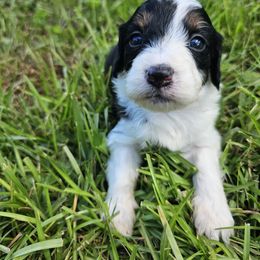 Velma - Black tri-color female Aussiedoodle puppy in Easley, South Carolina from Addy Greaton Farms