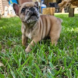 Fawn girl - Fawn female French Bulldog puppy in Summerville, Georgia from R&J Frenchie