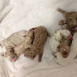 Doc - Red  male Goldendoodle puppy in Bradenton, Florida from Christianna’s Mini Goldendoodles