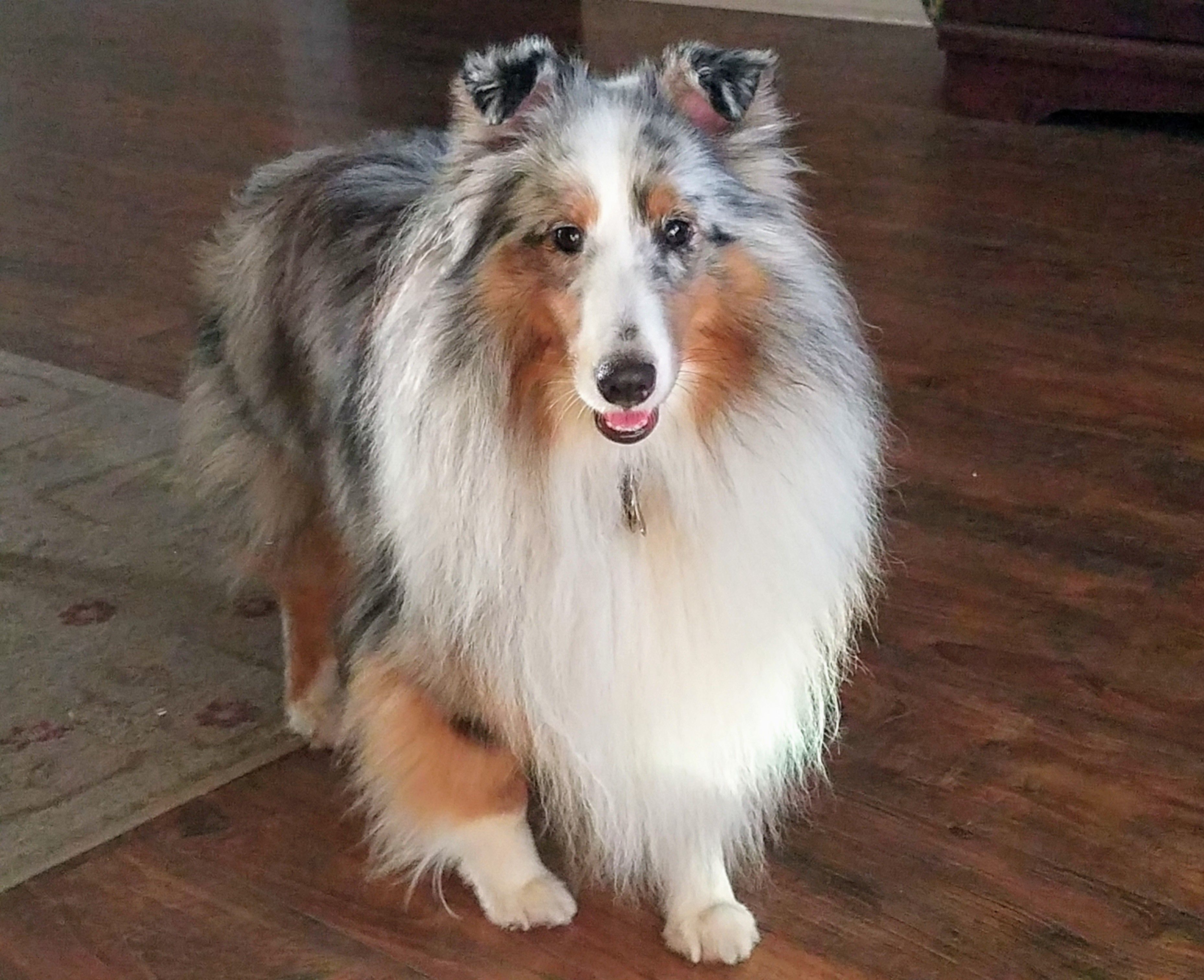 Hawks Acres Shetland Sheepdogs in Shetland Sheepdog puppies