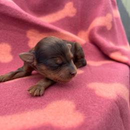 Merle - Red merle male Aussiedoodle puppy in Hickory Grove, South Carolina from Oopsie Doodles