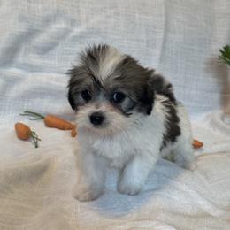 Pepper - Black and white female Coton de Tulear puppy in Avery Creek, North Carolina from AVLCOTONLOVE