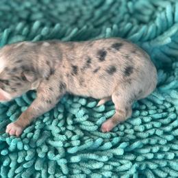 Boy 3 - Black and tan male Corgipoo puppy in Junction, Utah from Sugar Doodles