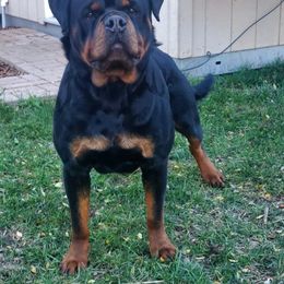 MAJOR - Rottweiler