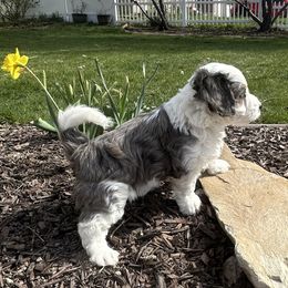 Bernedoodle puppies from Dinky Doo Doodles