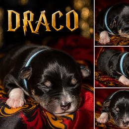 Draco - Black tri-color male Australian Shepherd puppy in Evart, Michigan from Torry's Full Draw Aussie’s