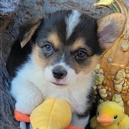Silver bandana boy - Black and tan male Pembroke Welsh Corgi puppy in Cherokee, Oklahoma from MCS Farms-OK