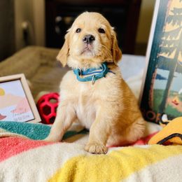 Golden Retriever Puppies from TaylerMade Goldens